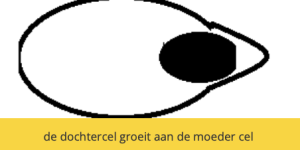 Scherm­afbeelding 2026-01-03 om 16.52.18